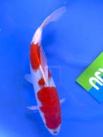 HQ Sakura Ogon van Yamaju  40cm (Japanse Koi), Ophalen of Verzenden