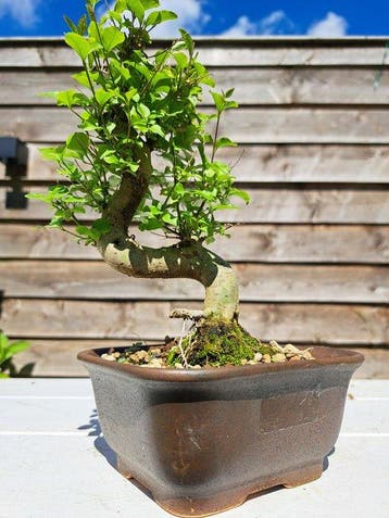 Liguster bonsai (Ligustrum) - Hoogte (boom): 20 cm - Diepte