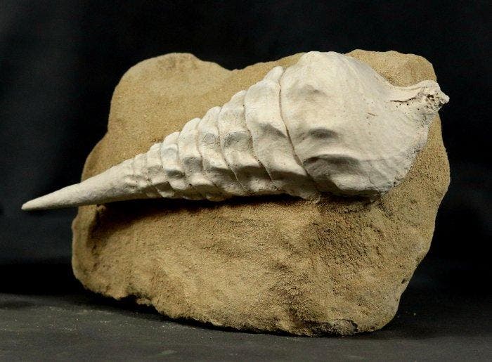 decoratieve gigantische fossiele schelp - Gefossiliseerd, Collections, Minéraux & Fossiles