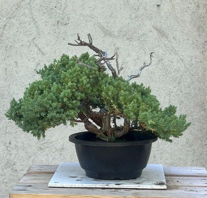 Jeneverbes bonsai (Juniperus) - Hoogte (boom): 20 cm -, Antiek en Kunst, Curiosa en Brocante