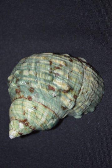 Escargot de mer Coquillage marin - S-281 TURBO CRASSUS (Sans, Antiek en Kunst