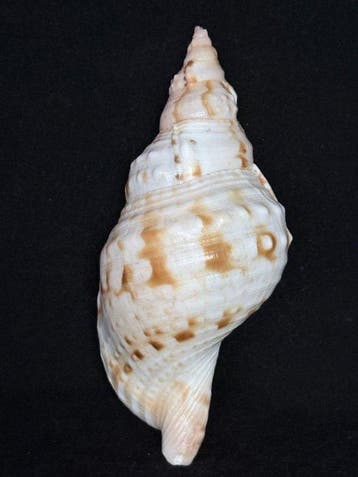 Zeeslak Zeeschelp - S-298 CHARONIA LAMPAS (Zonder, Nieuw