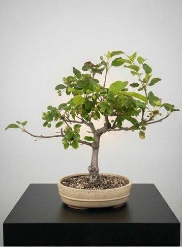 Bonsaï Pommier Sauvage (Malus sargentii) - Hauteur (arbre) :