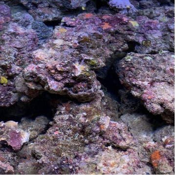 Walt Smith Cultured Fiji Live Rock 1Kg., Animaux & Accessoires, Reptiles & Amphibiens