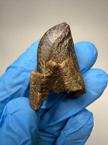 Dinosaurus - Fossiele tand - Triceratops Horridus - 4 cm