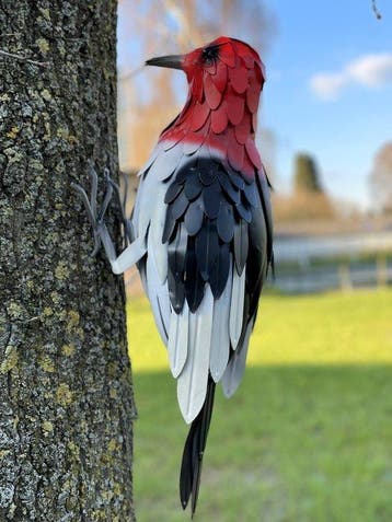 sculptuur, Bonte specht XL - 55 cm - IJzer