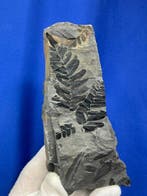 Charmant fossile de plante carbonifère - Plante fossilisée -