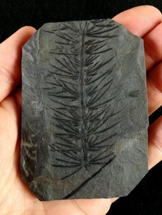 Fossiele plant met uitzonderlijk goed bewaard gebleven!! -, Verzamelen, Mineralen en Fossielen