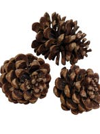 Dennenappels pinea / maritima grote dennenappel naturel, Nieuw