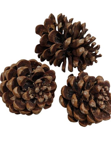 Dennenappels pinea / maritima grote dennenappel naturel, Nieuw