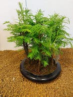 Bonsaï Sequoia côtiers/sapin d’eau (Sequoia) - Hauteur