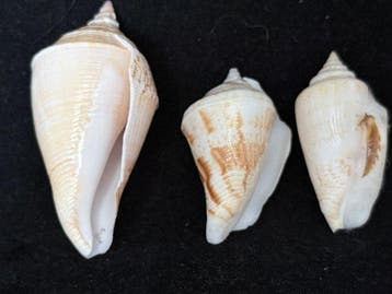 Zeeslak Zeeschelp - S-188 MARGISTROMBUS MARGINATUS/CONOMUREX