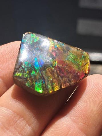 Ammoliet - Fossiel fragment - Placenticeras - 3.4 cm - 3.1