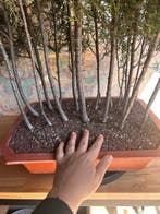 Hinoki cipres bonsai (Chamaecyparis obtusa) - Hoogte (boom):