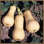 Waltham Butternut pompoen 50 zaden, Nieuw