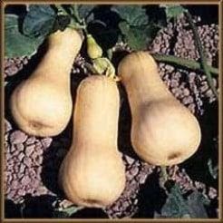 Waltham Butternut pompoen 50 zaden, Hobby en Vrije tijd, Knutselen, Nieuw