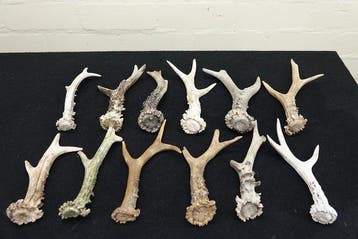 Roebuck Antlers Crâne - Capreolus capreolus - 0 cm - 0 cm -, Collections, Collections Animaux