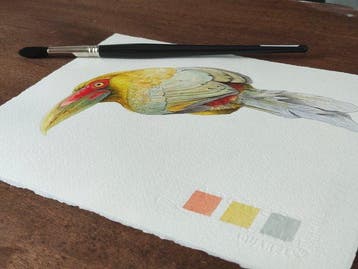 Cirezzi - Tucán Azafrán (Pteroglossus bailloni) - Watercolor, Antiek en Kunst, Kunst | Schilderijen | Modern