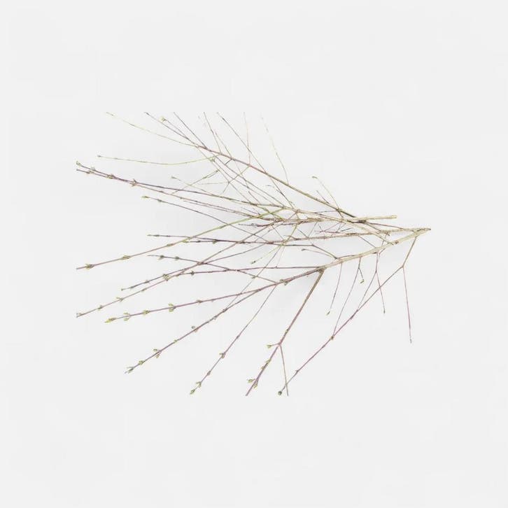 Takken Naturel ca. 5 stuks, Hobby en Vrije tijd, Knutselen, Nieuw