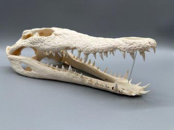Nijlkrokodil Schedel - Crocodylus niloticus - 8 cm - 11 cm -, Nieuw