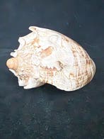 Escargot de mer Coquillage marin - S-241 CYMBIOLA IMPERIALIS, Antiek en Kunst