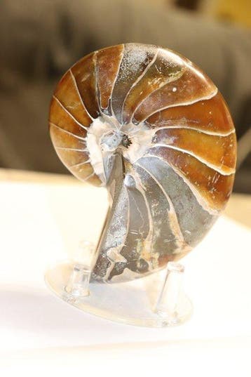 Nautilus - Gefossiliseerd dier - 10.5 cm - 8 cm