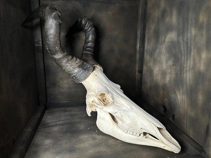 Hartenbeest Schedel van een zoogdier - Alcelaphus - 74 cm -, Verzamelen, Dierenverzamelingen