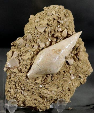Uitzonderlijke fossiele schelp - op originele matrix -, Collections, Minéraux & Fossiles