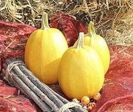 Pyza Spaghettipompoen Koolhydraatarm 1000 zaden, Hobby en Vrije tijd, Knutselen, Nieuw