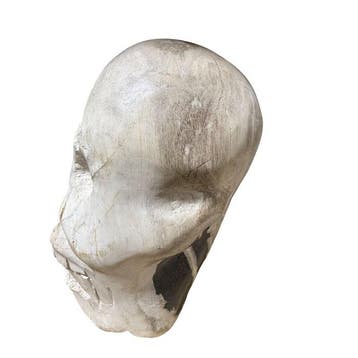 Versteend hout - Gefossiliseerd hout - Agathoxylon sp - 27