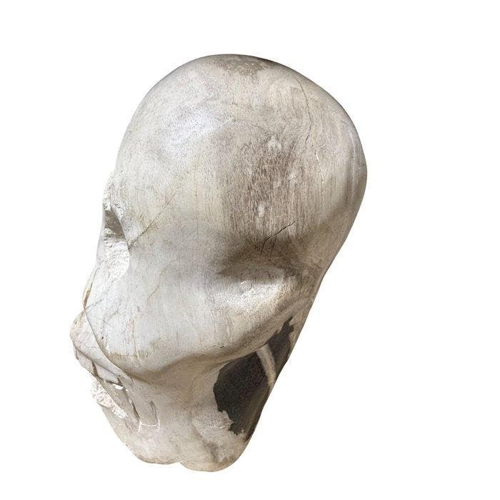 Versteend hout - Gefossiliseerd hout - Agathoxylon sp - 27, Antiek en Kunst, Curiosa en Brocante