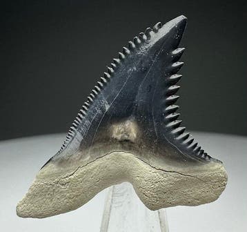 Hemipristis serra - Fossiele tand - 3.3 cm - 2.8 cm, Verzamelen