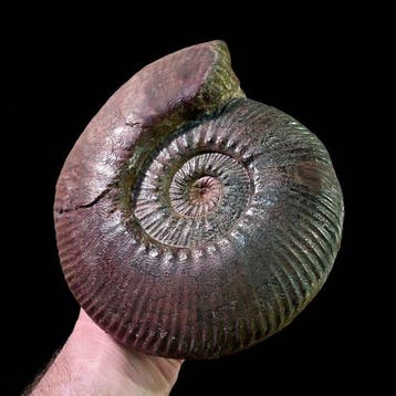 Ammoniet - Gefossiliseerde schelp - Hammatoceras speciosum -, Verzamelen