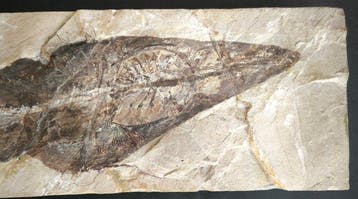 Gefossiliseerd dier - Enorme Pesce Chitarra,Rhinobatos