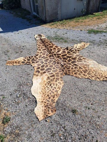 Noordelijke giraf Balg - Giraffa camelopardalis - 510 cm -