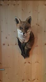 Renard roux Support de corps entier pour taxidermie - Fox