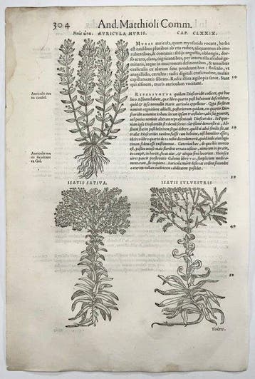 Mattioli, P.A. - 5 folios with 16 woodcuts, Botany, Herbs -