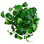 Anubias barteri var. nana Mini Mini, Dieren en Toebehoren, Verzenden, Nieuw
