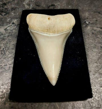 Witte haai Taxidermie volledige montage - Carcharodon, Nieuw