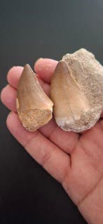 Zeereptiel - Fossiele tanden - Mosasaurio sp - 3 cm (Zonder, Verzamelen