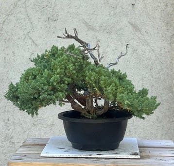 Jeneverbes bonsai (Juniperus) - Hoogte (boom): 20 cm -