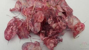 Lunaria Amethyst Kameleon Judaspenning, Nieuw