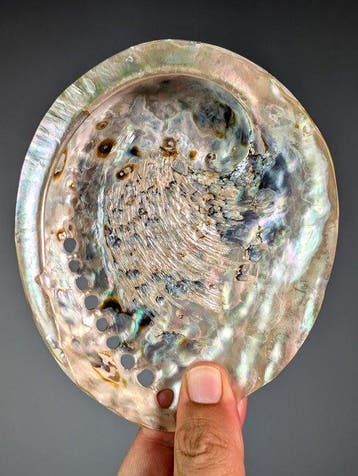 Prachtige abalone, gepolijste parelmoer Zeeschelp - Haliotis, Verzamelen, Nieuw