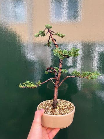 Jeneverbes bonsai (Juniperus) - Hoogte (boom): 34 cm -