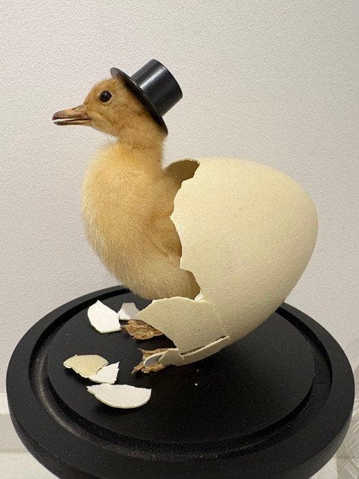 Eenden kuiken Taxidermie volledige montage - Eenden kuiken -, Collections, Collections Animaux