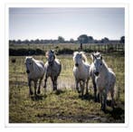 Fabio Accorrà - Untamed spirits XXL