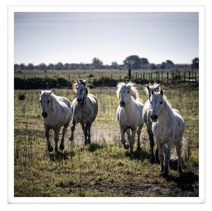 Fabio Accorrà - Untamed spirits XXL, Antiek en Kunst, Kunst | Designobjecten