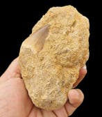 Zeereptiel - Fossiele tanden - Mosasaurus sp. - 4 cm (Zonder