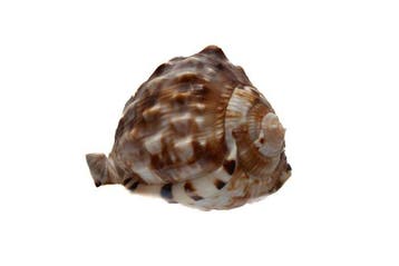 Cassis flammea - zeldzaam donker patroon - uitzonderlijke, Collections
