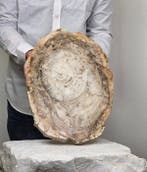 Fossiel hout - Gefossiliseerd hout - 42 cm - 31 cm, Verzamelen